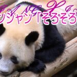【速報】お別れ日が決定！上野動物園のパンダ「シャンシャン」来年2月21日に中国返還
