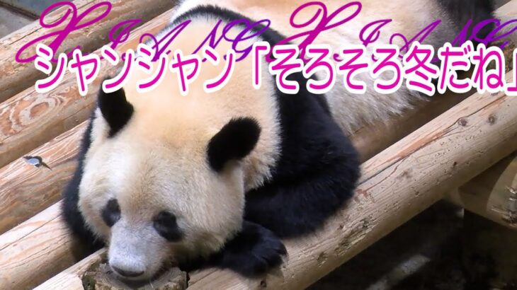 【速報】お別れ日が決定！上野動物園のパンダ「シャンシャン」来年2月21日に中国返還
