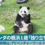 和歌山のパンダも！3頭が中国へ帰還！来年2月22日に親子3頭で成都の研究基地へ