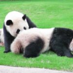 1日約2600人限定お別れ観覧！上野動物園のパンダが2月21日に中国に返還～あと1ヶ月デスー