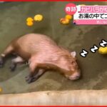 カピバラの超貴重な衝撃映像！ゆず湯で爆睡シーンで寝落ち～