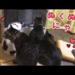 寒波でモフモフ猫たち大渋滞！ストーブの前に集まる姿に癒されます～