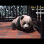 上野動物園シャンシャン見れるのは19日が最後です！抽選制で最終組は70倍だとか～