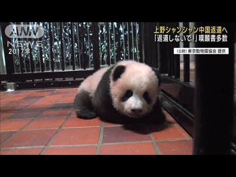 上野動物園シャンシャン見れるのは19日が最後です！抽選制で最終組は70倍だとか～