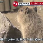 パンダもいいけど・・・三つ子赤ちゃんのカピバラたちもかわいいよ～