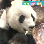 中国から～和歌山のパンダ3頭が成都の研究基地に到着したってー
