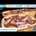 富山のホタルイカが不漁だそうです・・・59匹500グラムだけ！？