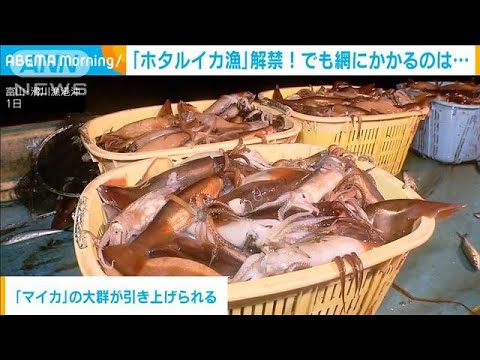 富山のホタルイカが不漁だそうです・・・59匹500グラムだけ！？