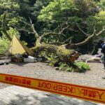 29歳女性がテントで寝ていたら倒木に…神奈川のキャンプ場で起きた悲劇とは･･･