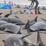 巨大地震の予兆か！？千葉県一宮町の海岸にまたイルカ打ち上げ・・・・