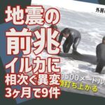 【🐬】大地震の前兆か！？房総半島でイルカ大量変死・・・専門家が警鐘を鳴らす～